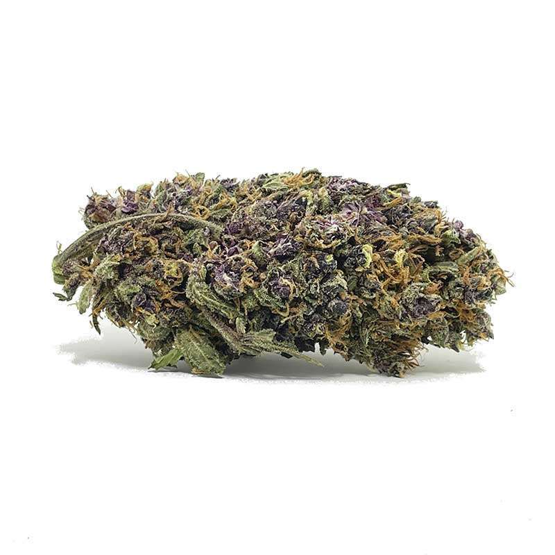 Critical Purple strain Put together by Advanced Seeds, Critical Purple Kush crosses Critical with Purple OG. Critical Purple Kush is a must-try for any terp