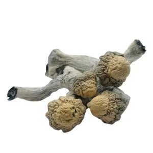 Albino MVP – a premium mushroom strain known for its potent effects and smooth experience. Perfect for those seeking deep exploration and euphoria. Buy online now with fast, discreet shipping