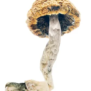 Buy Mazatapec mushrooms online – a revered Psilocybe cubensis strain known for spiritual introspection, vivid visuals, and a smooth psychedelic experience.