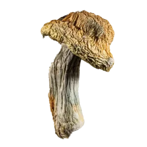Bluey Vuitton Mushrooms – a unique and potent strain known for its intense effects and vibrant visuals. Perfect for those seeking a high-quality, mind-expanding experience. Buy online now with fast, discreet shipping