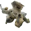 Buy True Albino Cambodian mushrooms online – a rare and potent Psilocybe cubensis strain known for its clean visuals and smooth, euphoric psychedelic experience