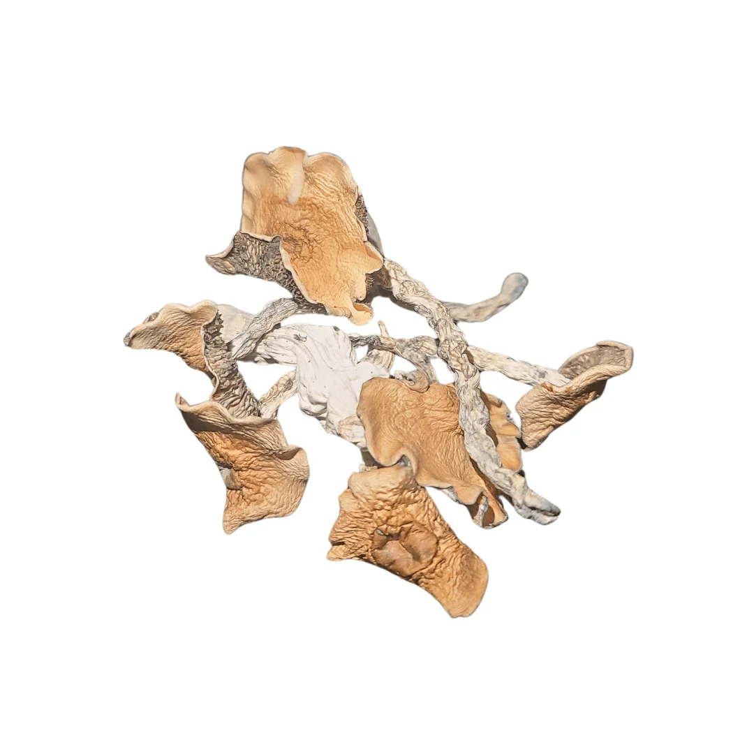 Buy Melmac TP mushrooms online – a potent Psilocybe cubensis strain, a variation of Penis Envy, known for intense visuals and a powerful psychedelic experience